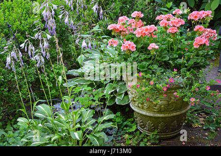 Ton-Topf voller rosa Geranien Blumen im grünen Garten Stockfoto