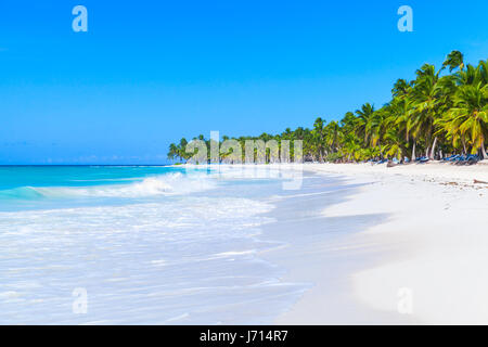 Kokos-Palmen wachsen am weißen Sandstrand. Karibik, Dominikanische Republik, Saona Insel Küste, beliebten touristischen Ferienort, natürliche Foto Stockfoto