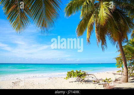 Kokos-Palmen wachsen am weißen Sandstrand. Karibik-Küste, Insel Saona, beliebter Ferienort der Dominikanischen Republik Stockfoto