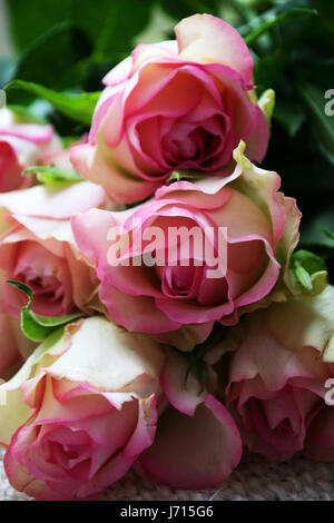 Close-up Rose blüht immer noch in der Knospe Stockfoto