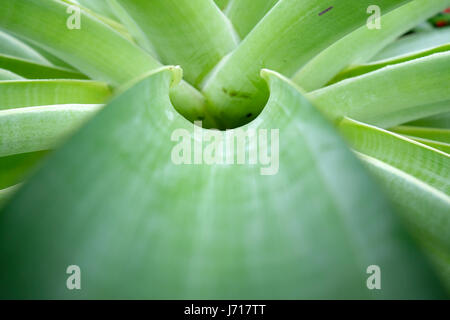 Bromelienblätter im Princess of Wales Conservatory im Royal Botanic Gardens Kew in London England Großbritannien KATHY DEWITT Stockfoto