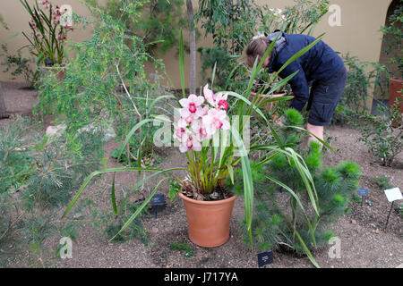Ein Gärtner in Kew Gardens tendenziell Pflanzen durch eine rosa Vanda Orchidee wächst in einem Terrakotta-Topf in Princess of Wales Conservatory, London UK KATHY DEWITT Stockfoto