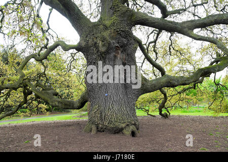 Große Lucombe Eiche Quercus x hispanica 'Lucombeana' Spanische Eiche Türkei Eiche gepflanzt im Jahr 1773 wächst im Frühjahr Kew Gardens, London UK KATHY DEWITT Stockfoto