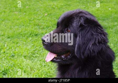 Neufundland Stockfoto