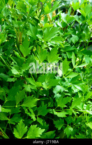 Grüne Blätter Liebstöckel - Lat Namen Levisticum Officinale im Garten wächst Stockfoto