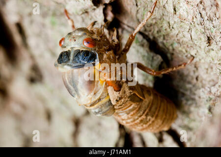 Brut X Zikade (Magicicada) während der letzten Häutung entstehende Exoskelett, Mai 2017 - Virginia USA Stockfoto