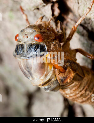 Brut X Zikade (Magicicada) während der letzten Häutung entstehende Exoskelett, Mai 2017 - Virginia USA Stockfoto