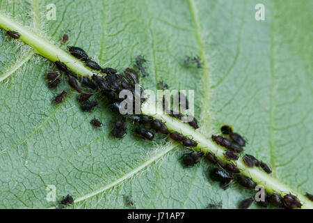 Schwarze Bohne Blattläuse (Aphis Fabae) nisten unter Blatt - USA Stockfoto