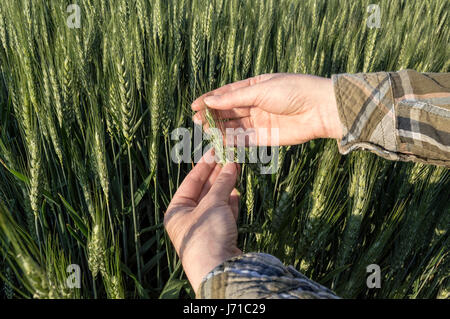 Weibliche Hand im Gerstenfeld, Landwirt, Pflanzen, landwirtschaftliche Konzept zu prüfen. Selektiven Fokus. Stockfoto