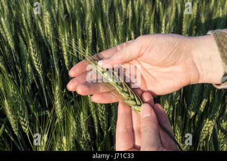 Weibliche Hand im Gerstenfeld, Landwirt, Pflanzen, landwirtschaftliche Konzept zu prüfen. Selektiven Fokus. Stockfoto