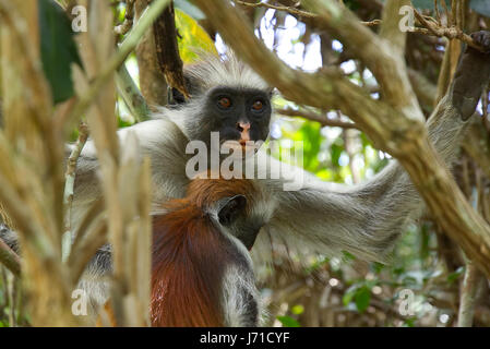 Zwei roten Colobus-Affen im Jozani forest Nationalpark, Sansibar, Tansania Stockfoto
