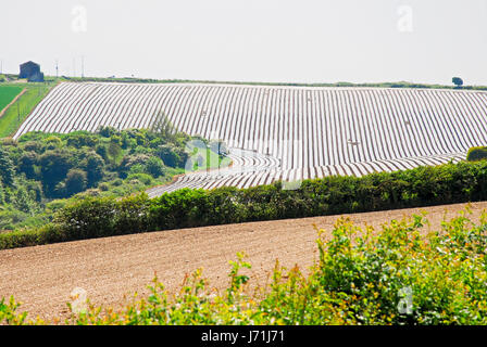 Dorchester, Großbritannien. 22. Mai 2017. Pflanzen bedeckt in Kunststoff geben ein Pop-Art-freuen auf diesem Hügel, etwas außerhalb von Dorchester, Dorset Credit: Stuart Fretwell/Alamy Live-Nachrichten Stockfoto