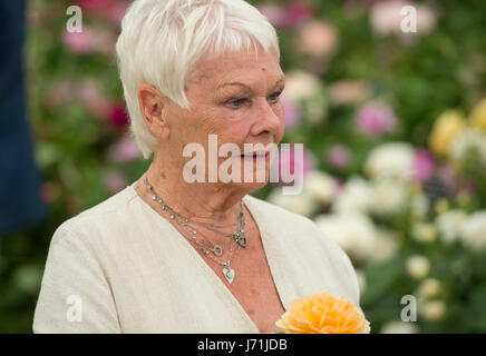 Das Royal Hospital Chelsea, London, UK. 22. Mai 2017. Der jährliche Höhepunkt der Gartenbau, die RHS Chelsea Flower Show Vorschau Kalendertag mit prominenten Besuch. Foto: David Austin Roses benennen Sie eine Rose nach Dame Judy Dench, mit der schönen Apricot farbigen Rose auf die Blumenschau ins Leben gerufen. Bildnachweis: Malcolm Park Leitartikel/Alamy Live-Nachrichten. Stockfoto