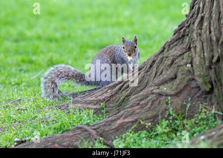 Northampton, UK. 22. Mai 2017.  Das Wetter. Ein grau-Eichhörnchen (Sciurus Carolinensis) mit einer Erdnuss im Maul. Bildnachweis: Keith J Smith. / Alamy Live News (Sciurus Carolinensis) Credit: Keith J Smith. / Alamy Live News Stockfoto