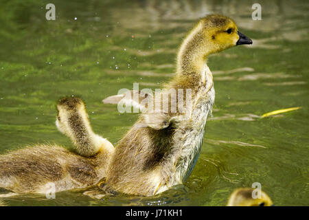 Wiese in der Nähe, Godalming. 22. Mai 2017. Herrlich sonniges Wetter über den Home Counties heute. Kanada Gänsel Abkühlung auf einem Bauernhof in Godalming, Surrey. Bildnachweis: James Jagger/Alamy Live News Stockfoto