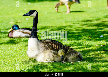 Wiese in der Nähe, Godalming. 22. Mai 2017. Herrlich sonniges Wetter über den Home Counties heute. Kanada Gänsel Abkühlung auf einem Bauernhof in Godalming, Surrey. Bildnachweis: James Jagger/Alamy Live News Stockfoto