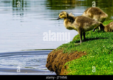 Wiese in der Nähe, Godalming. 22. Mai 2017. Herrlich sonniges Wetter über den Home Counties heute. Kanada Gänsel Abkühlung auf einem Bauernhof in Godalming, Surrey. Bildnachweis: James Jagger/Alamy Live News Stockfoto