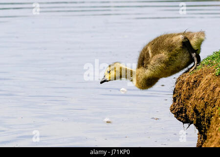 Wiese in der Nähe, Godalming. 22. Mai 2017. Herrlich sonniges Wetter über den Home Counties heute. Kanada Gänsel Abkühlung auf einem Bauernhof in Godalming, Surrey. Bildnachweis: James Jagger/Alamy Live News Stockfoto