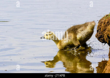 Wiese in der Nähe, Godalming. 22. Mai 2017. Herrlich sonniges Wetter über den Home Counties heute. Kanada Gänsel Abkühlung auf einem Bauernhof in Godalming, Surrey. Bildnachweis: James Jagger/Alamy Live News Stockfoto