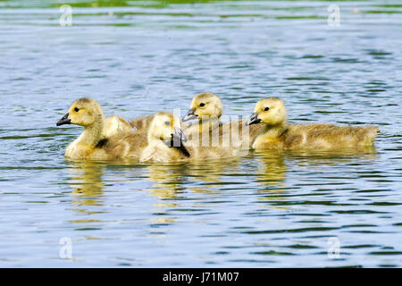 Wiese in der Nähe, Godalming. 22. Mai 2017. Herrlich sonniges Wetter über den Home Counties heute. Kanada Gänsel Abkühlung auf einem Bauernhof in Godalming, Surrey. Bildnachweis: James Jagger/Alamy Live News Stockfoto