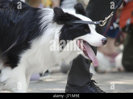 Tokio, Japan. 21. Mai 2017. Tokyo Japan. 14. Mai 2017. Foto von: Ramiro Agustin Vargas Tabares Credit: Ramiro Agustin Vargas Tabares/ZUMA Draht/Alamy Live-Nachrichten Stockfoto