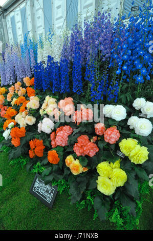 London, UK. 22. Mai 2017. Rosen und andere Blumen auf Anzeigen im großen Pavillon bei der 2017 RHS Chelsea Flower Show eröffnet heute, London, UK.  Der große Pavillon ist etwa 11.775 Quadratmeter / 2,90 Hektar groß und hat genügend Platz 500 Londoner Busse parken. Freuen Sie sich auf mehr als hundert anzeigen und bis zu 1.200 Pflanzen aus ganz Großbritannien und darüber hinaus.  Neben der Anlage zeigt im großen Pavillon gibt es 28 Themengärten auf dem Display an der diesjährigen Messe. Bildnachweis: Michael Preston/Alamy Live-Nachrichten Stockfoto