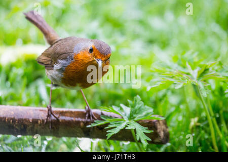 Cardiff, Wales, UK. 23. Mai 2017. Cardiff wachte an einem verregneten Morgen, heute 23. Mai 2017. Dieser Robin wurde in den Wald Bauernhof Natur Reeserve in Cardiff entdeckt. Bildnachweis: Chris Stevenson/Alamy Live-Nachrichten Stockfoto