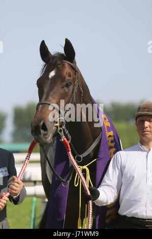 Große Perle, 20. Mai 2017 - Pferderennen: Große Perle nach dem Gewinn der Heian-Einsätze in Kyoto Racecourse in Kyoto, Japan. (Foto von Eiichi Yamane/AFLO) Stockfoto