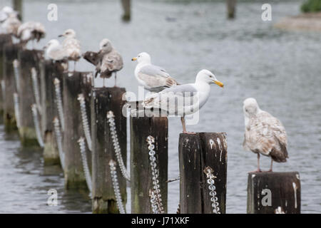 Regents Park, London, UK. 23. Mai 2017. Junge Silbermöwen unterschiedlichen Alters aus juvenile zweiten Winter Vögel sitzen auf Zaunpfosten im Regents Park-See. Bildnachweis: Patricia Phillips / Alamy Live News Stockfoto