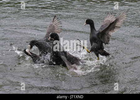 Regents Park, London, UK. 23. Mai 2017. Vier Blässhühner Kampf während einer territorialen Streitigkeiten im Regents Park. Ein paar Blässhühner versucht, ein bereits abgerechneten Pair aus ihrem Nest zu vertreiben. Bildnachweis: Patricia Phillips / Alamy Live News Stockfoto