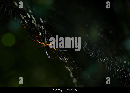 Spider-Arachnid sitzt in seiner Höhle auf schwarzem Hintergrund Stockfoto