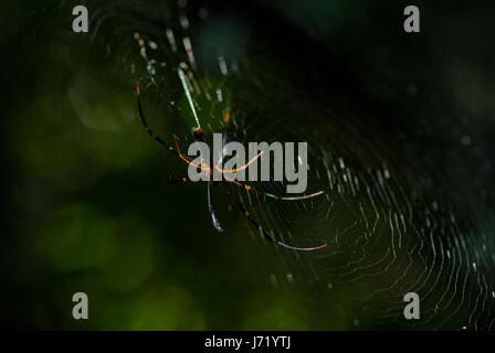 Spider-Arachnid sitzt in seiner Höhle auf schwarzem Hintergrund Stockfoto