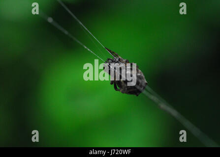 Spider-Arachnid sitzt in seiner Höhle auf schwarzem Hintergrund Stockfoto