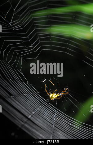 Spider-Arachnid sitzt in seiner Höhle auf schwarzem Hintergrund Stockfoto