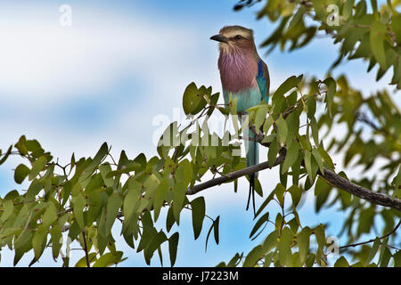 Ghiandaia Marina Pettolilla (Coracias Caudatus), Flieder-Breaster Roller Stockfoto