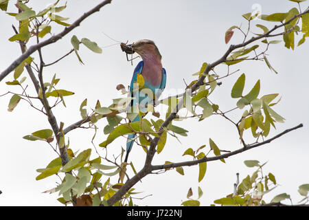 Ghiandaia Marina Pettolilla (Coracias Caudatus), Flieder-Breaster Roller Stockfoto