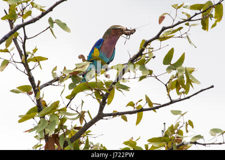 Ghiandaia Marina Pettolilla (Coracias Caudatus), Flieder-Breaster Roller Stockfoto