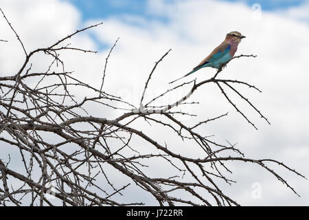 Ghiandaia Marina Pettolilla (Coracias Caudatus), Flieder-Breaster Roller Stockfoto