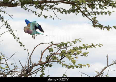 Ghiandaia Marina Pettolilla (Coracias Caudatus), Flieder-Breaster Roller Stockfoto