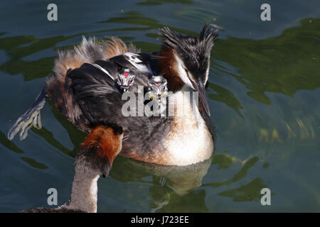 Great crested Haubentaucher, Podiceps Cristatus, mit Küken, einer mit roten Herz auf der Stirn, auf dem Rücken gefüttert einen Wasser-Bug in ihrem natürlichen Lebensraum Stockfoto