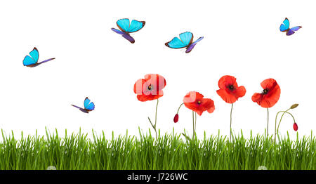 Grenze der blaue Schmetterlinge und wilde rote Mohnblumen. Isoliert auf weißem Hintergrund. Stockfoto