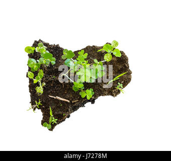 Wachstum-Anlage auf weißen Mini Soli isoliert Stockfoto