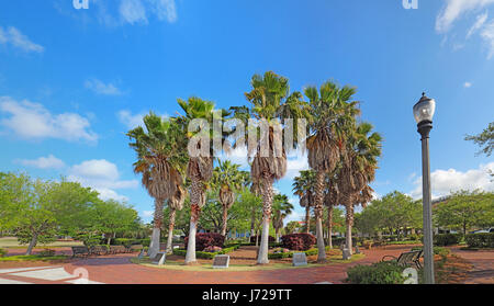 Kreis der Kohlpalme Bäume (Sabal Palmetto) Henry C. Kammern Waterfront Park der Bay Street in der Innenstadt von Beaufort, South Carolina Stockfoto