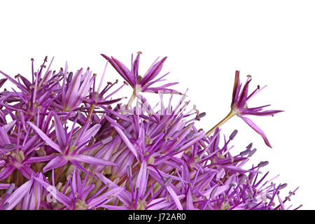 Zwei lila Blüten Zier Zwiebel (Allium Giganteum) Sorte Globemaster unterscheiden und über dem Rest isoliert gegen eine weiße durchhalten Stockfoto