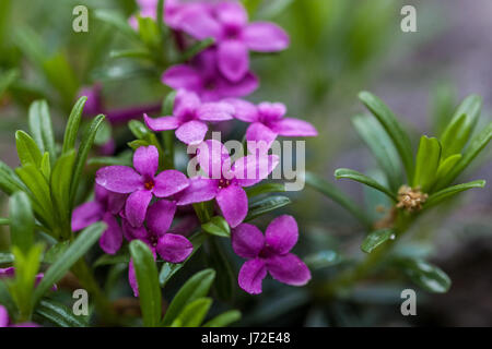 Lila Daphne Schluter Stockfoto