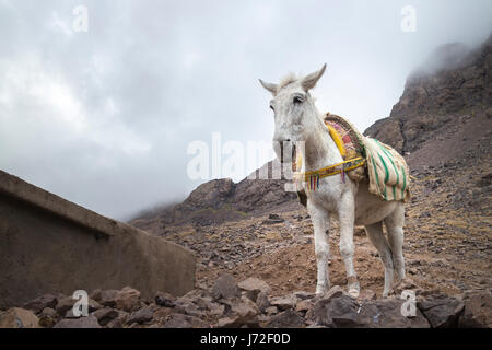 Esel am Toubkal Berghütte, Marokko Stockfoto