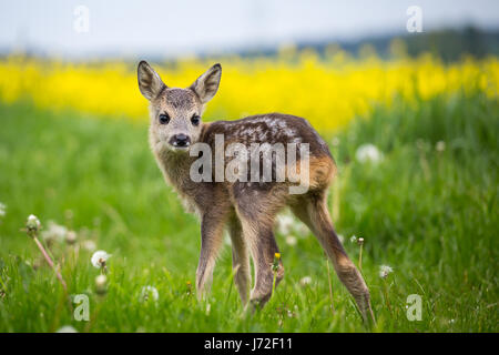 Junge Wilde Rehe in Rasen, Capreolus Capreolus. Neu geboren Rehe, wilde Feder Natur. Stockfoto