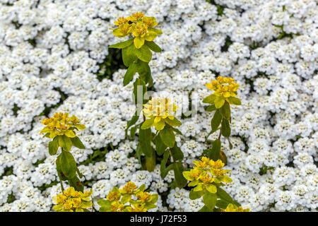 Euphorbia polychroma und Sweet Alyssum Lobularia maritima im Frühling, gelb-weiße Blumen gemischt Stockfoto