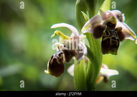 Ophrys Kotschyi, Zypern Biene Orchidee. Gefunden Sie im Athalassa Park in Nicosia Zypern Stockfoto