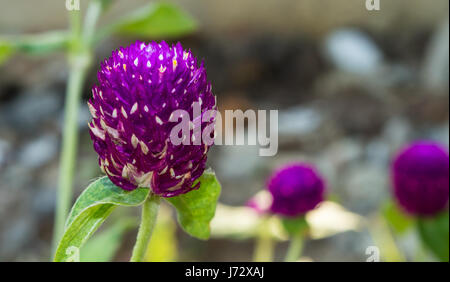 Globe amaranth Stockfoto